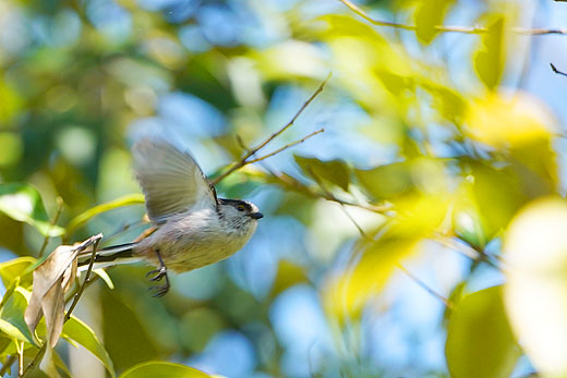 日比谷公園 野鳥撮影会レポート