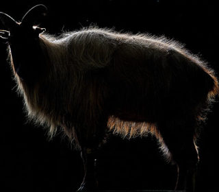 animal_01