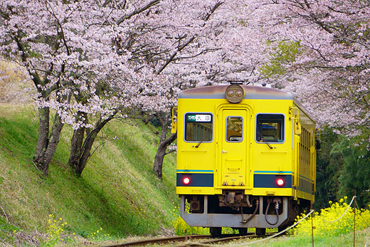 “α6400”ダブルズームレンズキット+単焦点レンズで撮る『桜といすみ鉄道の旅』