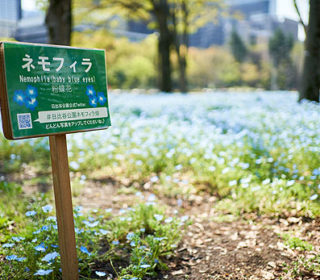 nemophila_01