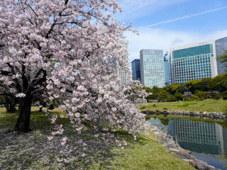 桜の開花はいつ？ 2025年の桜撮影 ソニー”α”大作戦