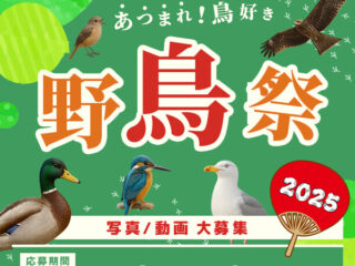 68777ac567be1965738a8f94__wild_bird_fes2025_bnr_600_600