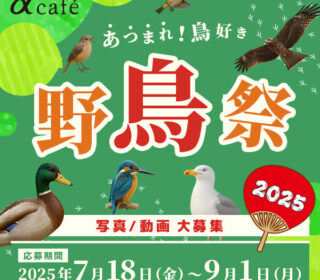 68777ac567be1965738a8f94__wild_bird_fes2025_bnr_600_600