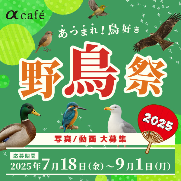 68777ac567be1965738a8f94__wild_bird_fes2025_bnr_600_600
