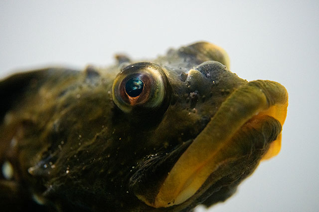 【撮影イベントレポート】新型100mmマクロ「SEL100M28GM」で水族館＆テーブルフォト体験！ 作例大量公開