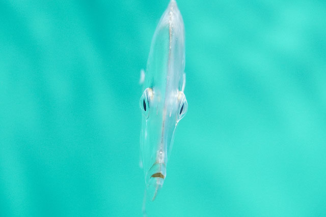 【撮影イベントレポート】新型100mmマクロ「SEL100M28GM」で水族館＆テーブルフォト体験！ 作例大量公開 