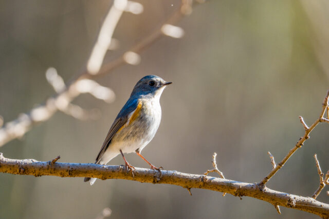 【レビュー】腕がなくても野鳥が撮れた！α7 Vで“ずるい”野鳥撮影に挑戦