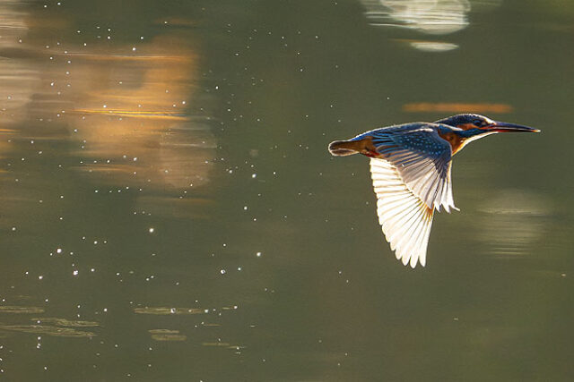 【レビュー】ISO12800・1600mmでここまで写る！