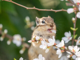 01_main_chipmunk_flower_eating
