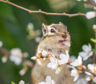 01_main_chipmunk_flower_eating