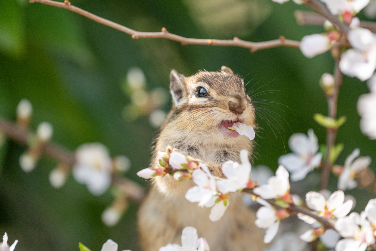 01_main_chipmunk_flower_eating