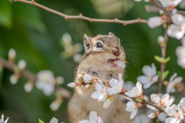 α7 Vで春のシマリス撮影へ