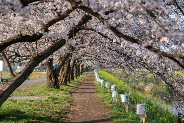黒目川沿いに続く満開の桜並木と遊歩道をα7 Vで撮影した春の風景