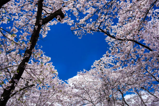 桜に囲まれた青空のハート構図と満開の春の風景(赤城南面千本桜)