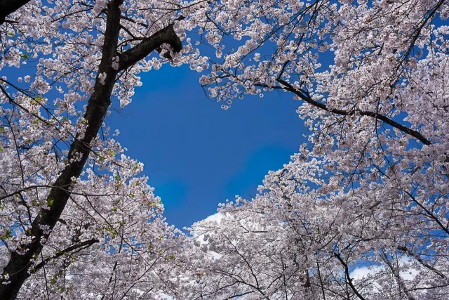 桜に囲まれた青空のハート構図と満開の春の風景（赤城南面千本桜）