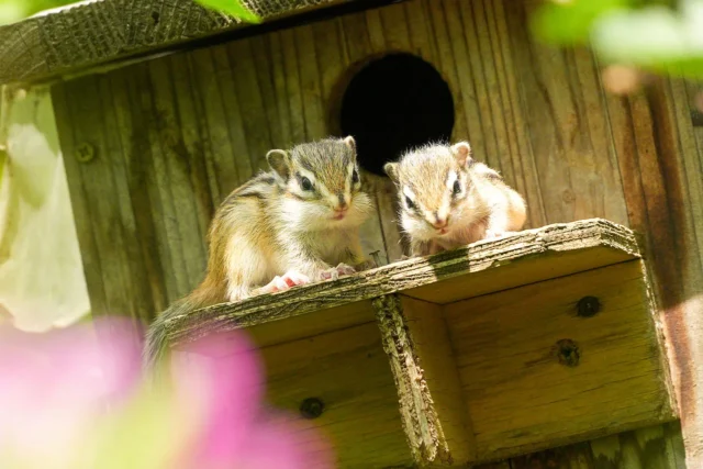 α1 IIとSEL300F28GMで撮影したりすの家の子リス作例