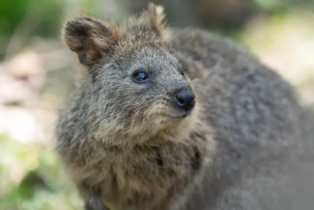 埼玉県こども動物自然公園で撮影したクオッカの撮影会告知イメージ