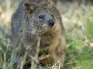 quokka_-15