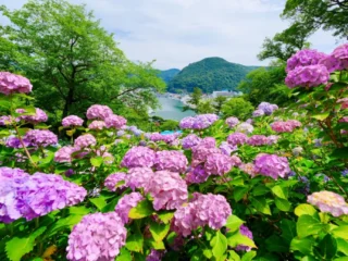 Hydrangea_ (3)