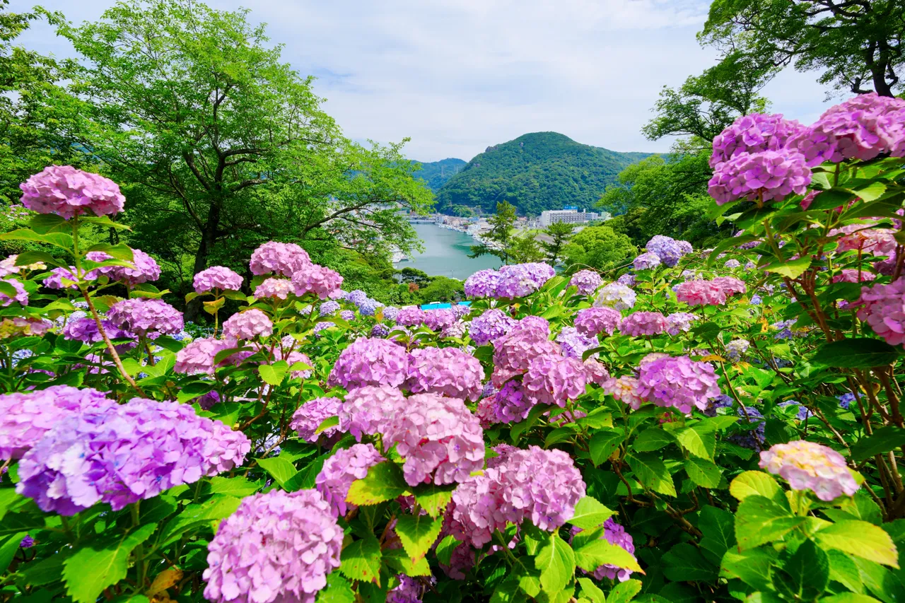 Hydrangea_ (3)