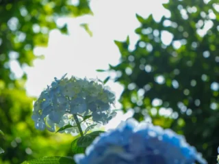 Hydrangea_ (5)
