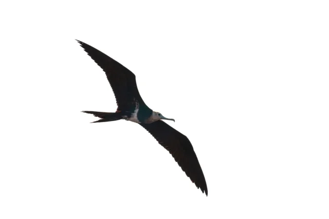 大磯上空を飛ぶコグンカンドリとされる海鳥