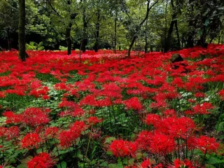 photoc_01
